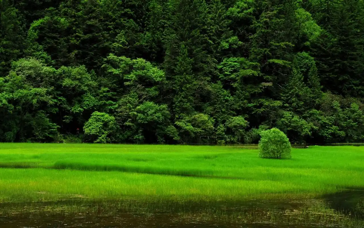 绿色护眼唯美自然风光图片高清桌面壁纸