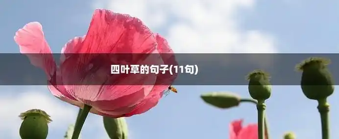 四叶草的句子(11句),第1张