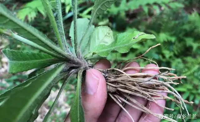 "苦地胆"农村路边常见,却深得南方人喜爱!不认识当杂草太可惜