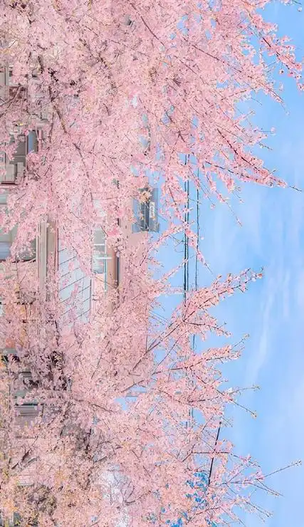 ins风的壁纸最新版合集日系风格很温柔耐看皮肤