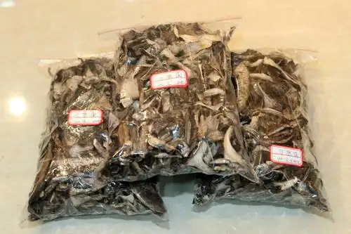 木里野生马鹿菌