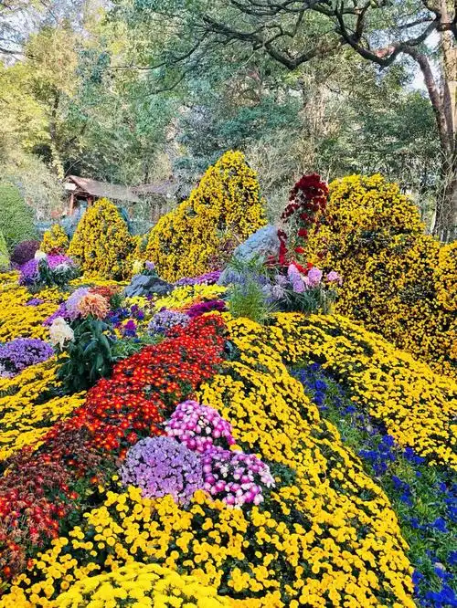 杭州植物园菊花展