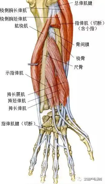 拇指近节指骨底背侧功能:伸拇指近节指骨(腕掌关节)拇长伸肌:起点