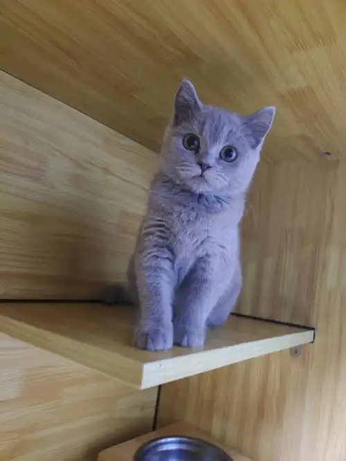 英短蓝猫 品相甜美 健康活泼 价格便宜 售后服务好  喜欢私聊噢