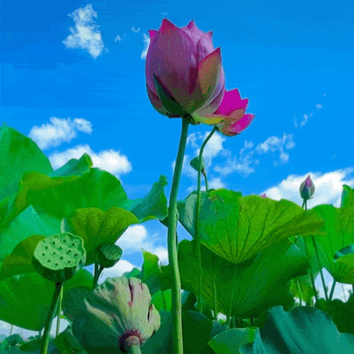 720_720gif 动态图 动图