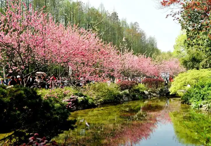 "桃花应在水边看","夹岸桃花蘸水开 ".