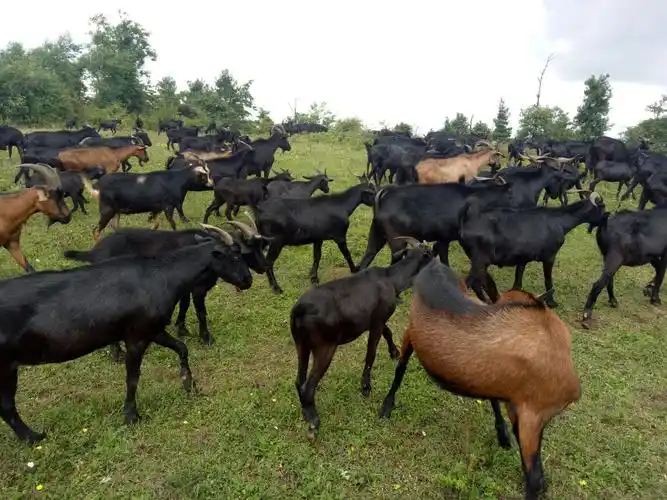 宜良县鸿玉家庭农场食材 - 美篇