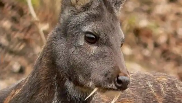 长着吸血鬼尖牙的动物,性格却很温顺,差点因为人类灭绝!