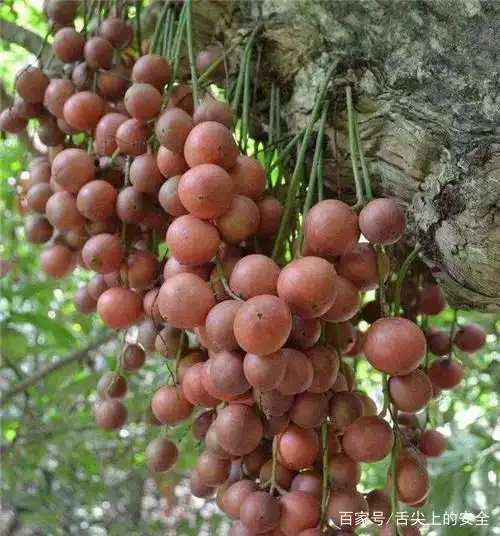 4种"冷门"的水果,许多人没见过,都吃过的是"水果达人"吧