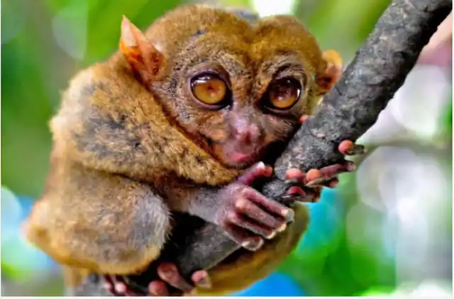 世界上最萌又秀的动物(盘点国际几种最萌动物)(3)