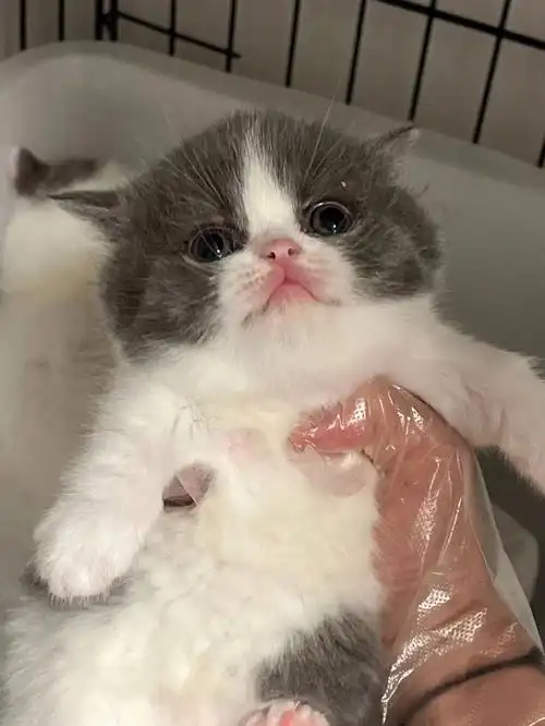 有被萌到,那就点个赞吧##矮脚猫  #曼基康矮脚猫  #英短蓝白