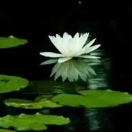 最漂亮的白莲花头像图片_微信头像图片大全