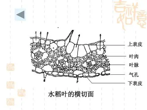 上表皮 叶肉 叶脉 气孔 下表皮 水稻叶的横切面