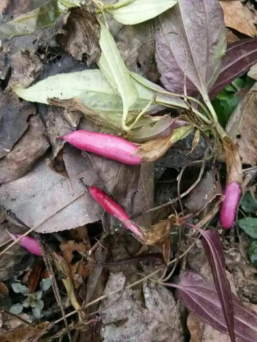 其它 药用植物 四十九 写美篇草药图片以及药名均由草药群提供