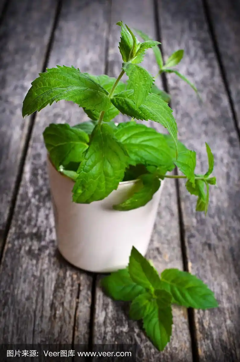 清新,薄荷,薄荷叶,绿薄荷,自然