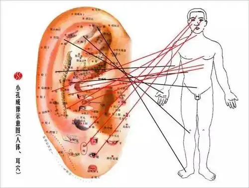 耳朵的中医秘密