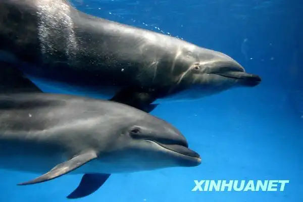 北京海洋馆海豚宝宝与市民见面