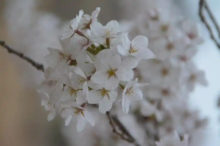 中国海洋大学 樱花大道 樱花季