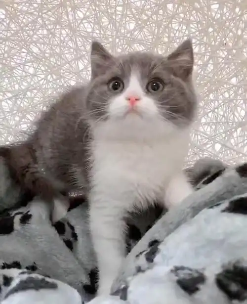 北京英短蓝白纯蓝银渐层美短找新家