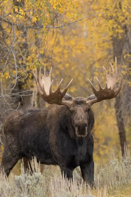 驼鹿,雄性动物,秋天