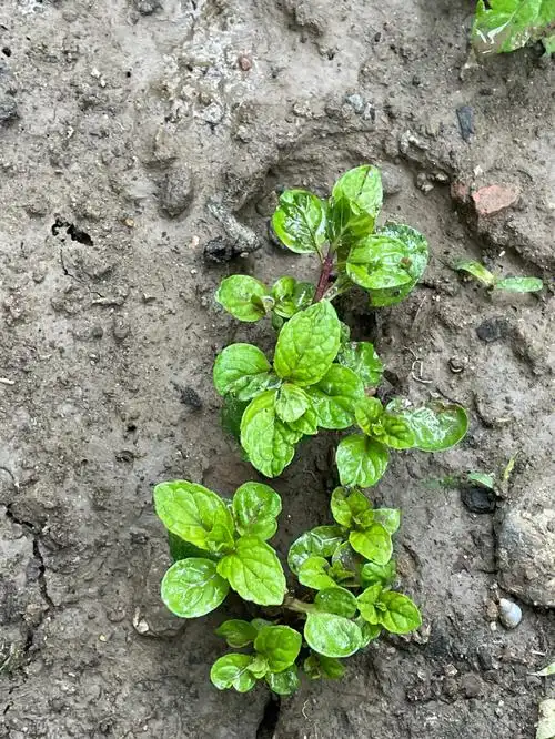 路边绿化带发现中华田园土薄荷