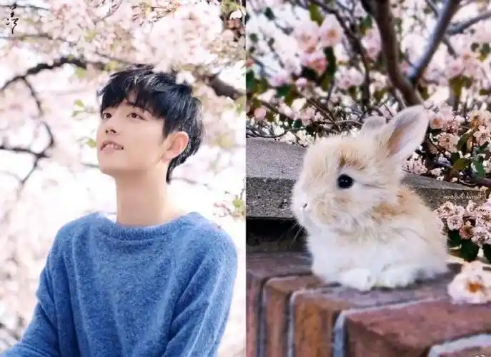 肖战片场逗兔子##肖战