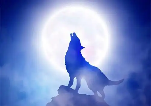 月夜霸气孤狼长啸图_手绘孤狼插画