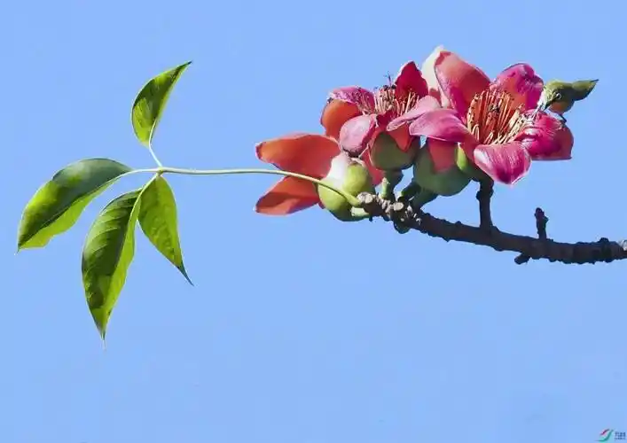 马先勇:又到木棉花开时|散文_木棉树_英雄_叶子