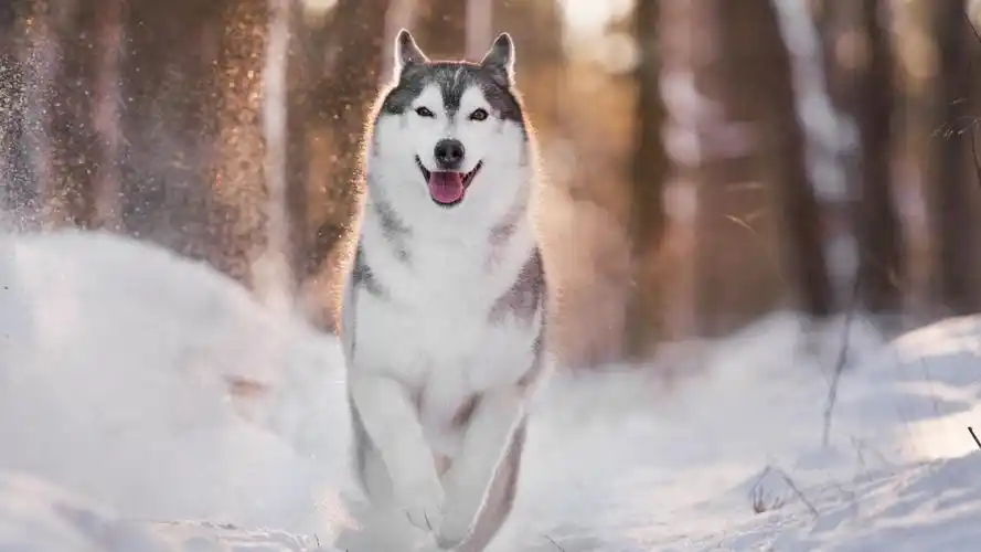 蠢萌哈士奇高清壁纸_超可爱狗狗壁纸