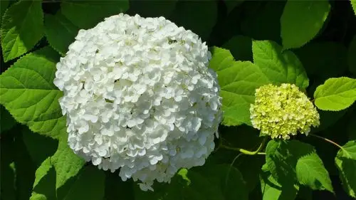 漂亮的绣球花高清桌面壁纸