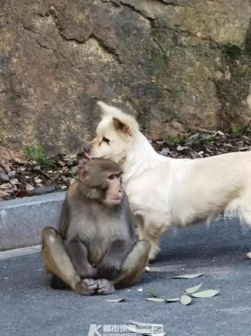 大圣出没!杭州转塘来了一群猴 和流浪狗成了好朋友