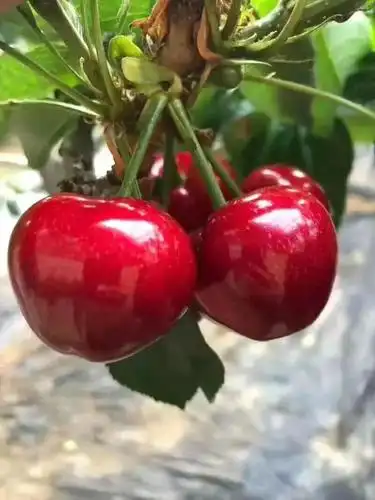 2019樱桃新品种齐早鲁樱3号瑞德桑提娜波尔娜u27