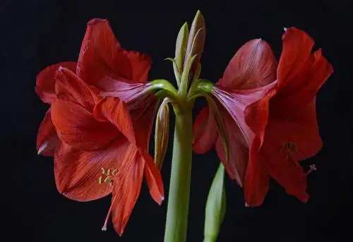 大红色花在黑色背景上的孤挺花,高清图片,壁纸 - 酷酷桌面