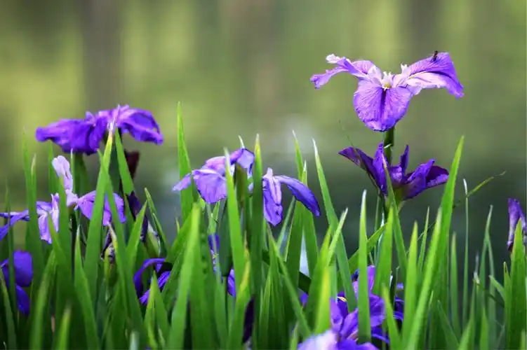 因为,鸢尾花会带你走进一个清爽又美丽的夏季.