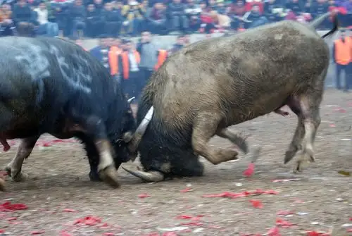 发一组斗牛照片
