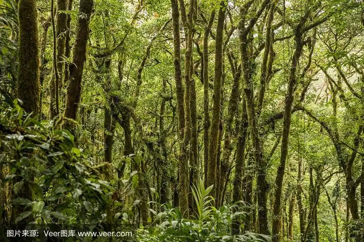 生长在哥斯达黎加雨林中的树木