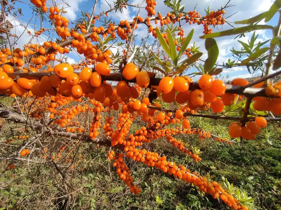 "金秋十月"是收获的季节,我也收获了硕果累累的沙棘果照片,非 - 抖音
