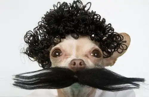 欲钱买胡子长长的动物是什