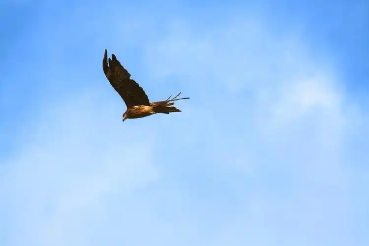 蓝天白云下展翅飞翔在高空的雄鹰金雕