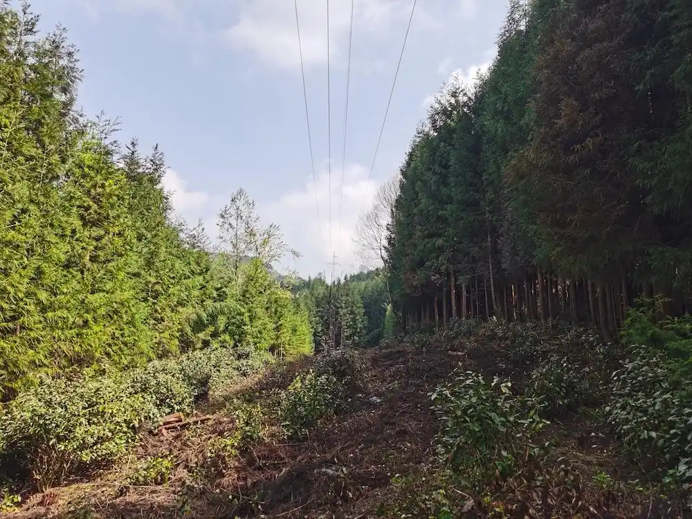 清出防火隔离带 北川筑牢森林防火安全屏障