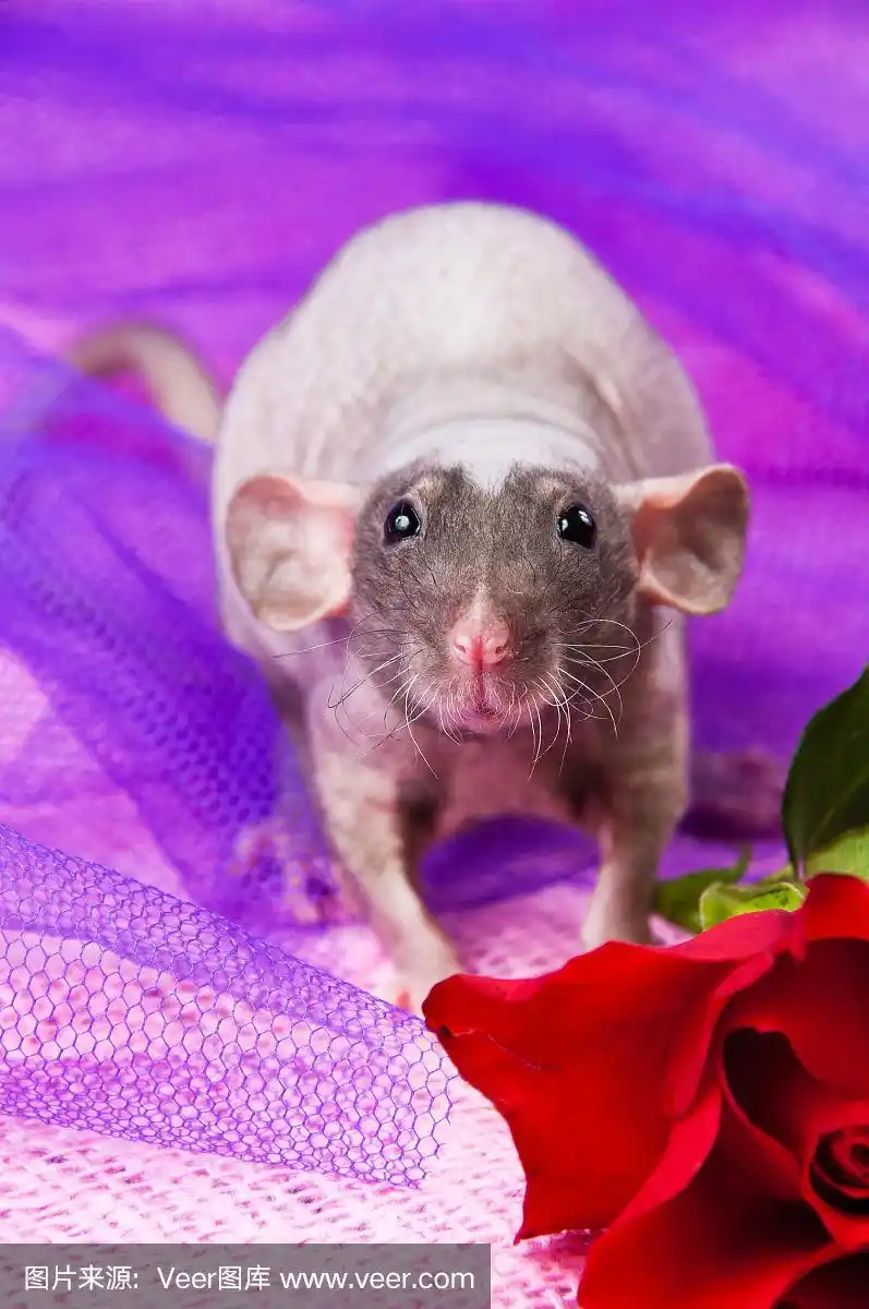 粉红色背景上有大耳朵的无毛老鼠