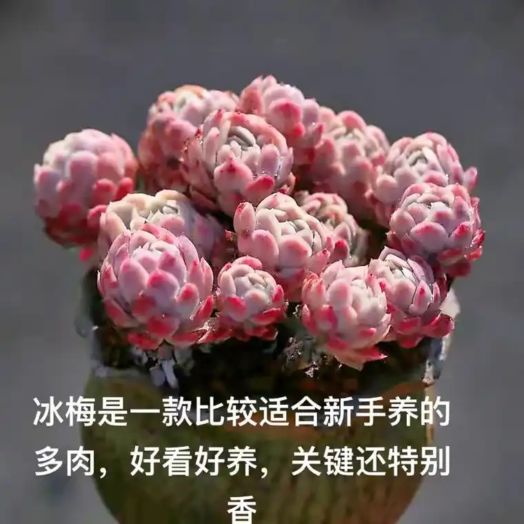 多肉 #多肉植物 冰梅养护方法:1,光照:冰梅比较喜欢阳光 - 抖音