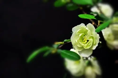 绿萼贴梗海棠花