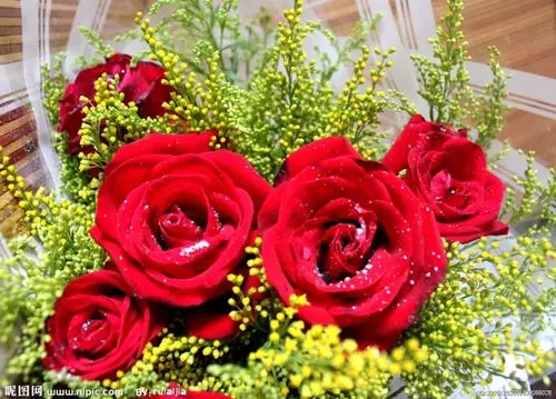 玫瑰花的各种表达意境