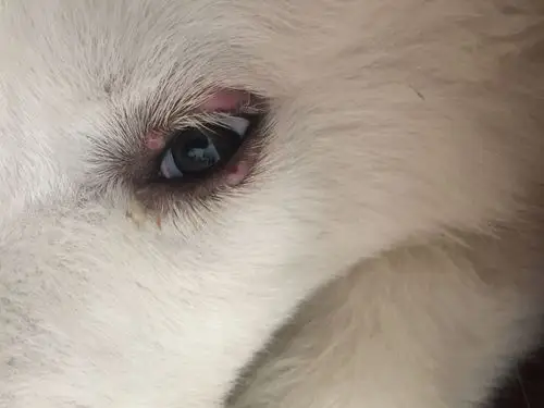 亲们 我家狗狗眼皮长疙瘩了怎么办 用了金霉素 录霉素 没用