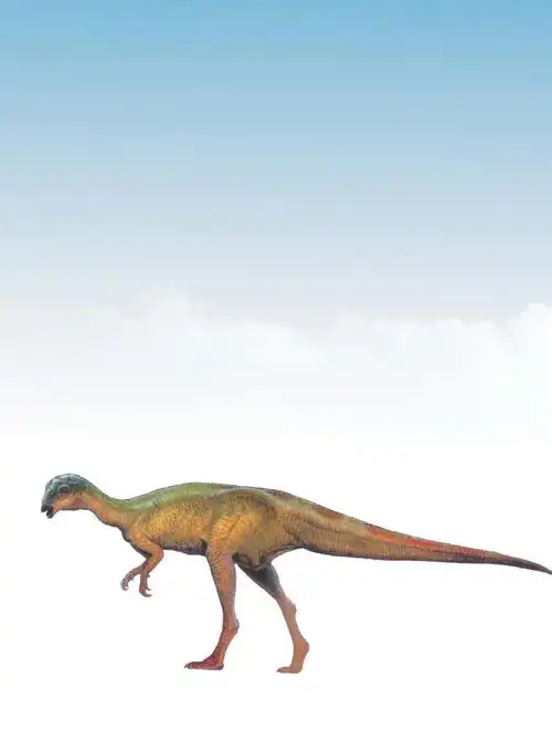 小个子"快跑手"橡树龙前肢短小,后肢长而强健.