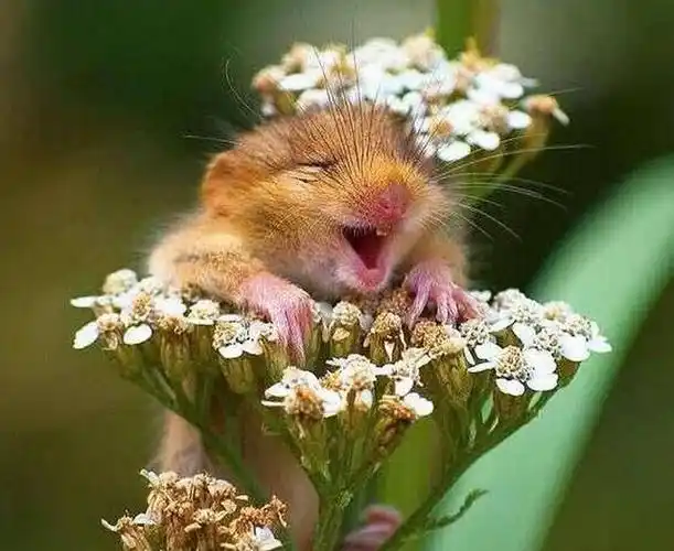 荷兰猪今天敲开心.