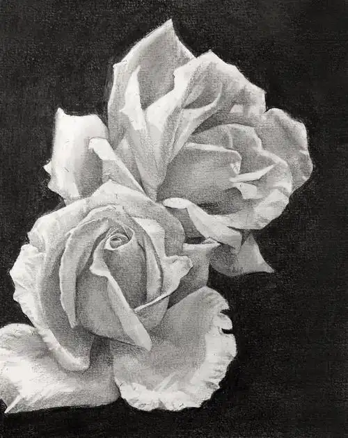 画画过程素描一朵玫瑰花的诞生