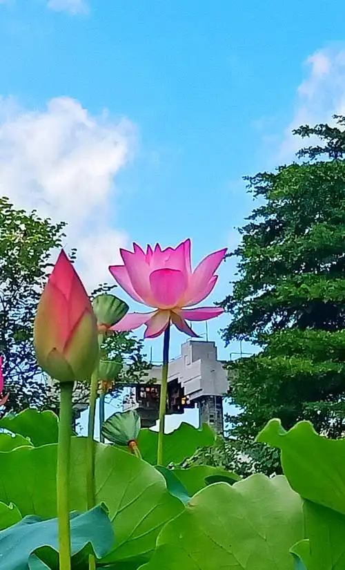 献上的桂冠就是这朵娇艳名贵的《荷花仙》