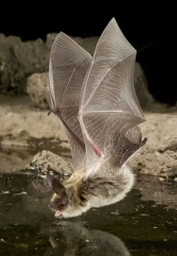 蝙蝠大多数为食虫性及肉食性,主要利用超声波回声定位信号搜寻食物